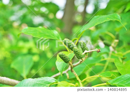 Small green alder cones (spring, May) Small green alder cones (spring, May) 140814895