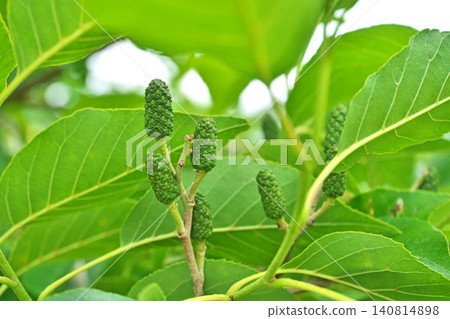 Small green alder cones (spring, May) Small green alder cones (spring, May) 140814898