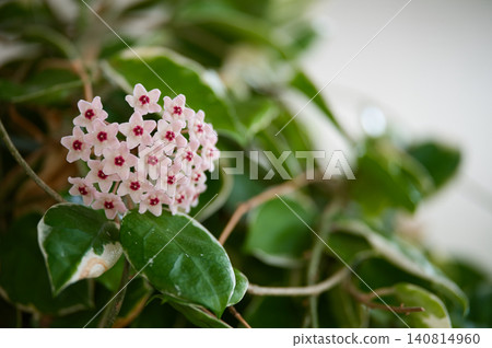 球蘭(Hoya carnosa)的粉紅色花朵。 球蘭(Hoya carnosa)的粉紅色花朵。 140814960