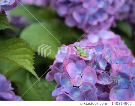A tree frog rests on a colorful hydrangea that bloomed beautifully in June after the rain. A tree frog rests on a colorful hydrangea that bloomed beautifully in June after the rain. 140814963