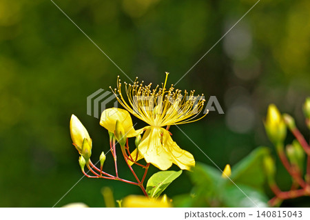 Yellow willow flowers (spring, May) Yellow willow flowers (spring, May) 140815043