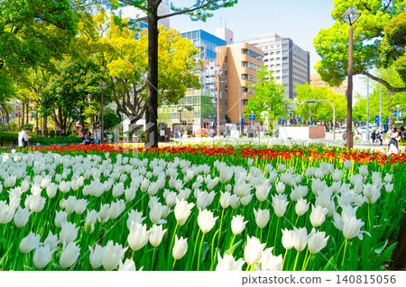 Spring in Yokohama Park and Tulip Fields Spring in Yokohama Park and Tulip Fields 140815056
