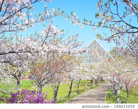 A breathtaking view of cherry blossoms at Yoichi Maruyama Park in Hokkaido. A breathtaking view of cherry blossoms at Yoichi Maruyama Park in Hokkaido. 140815059