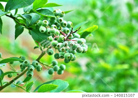 Green blueberries (spring, May) Green blueberries (spring, May) 140815107