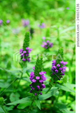 9763 Prunella vulgaris 9763 Prunella vulgaris 140815136