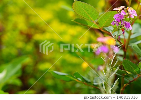Purple bush clover flowers stand out against the fresh green leaves. Purple bush clover flowers stand out against the fresh green leaves. 140815316