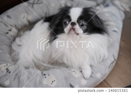 一隻年長的日本狆犬躺在床上休息。 一隻年長的日本狆犬躺在床上休息。 140815381