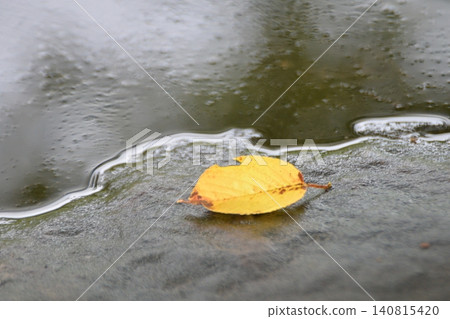 雨後,岩石上積滿了水坑和落葉。 雨後,岩石上積滿了水坑和落葉。 140815420