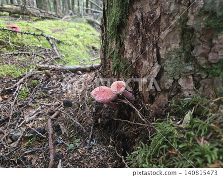 Larch red bolete growing at the base of larch trees in the forests of Mt. Fuji. Larch red bolete growing at the base of larch trees in the forests of Mt. Fuji. 140815473