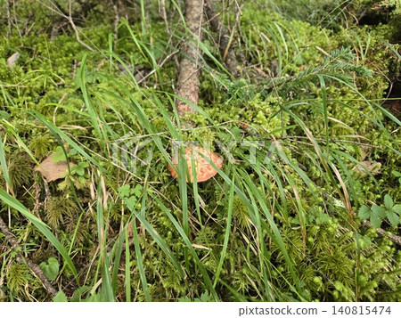 富士山森林中，隱藏在草叢和苔蘚中的牛肝菌（Boletus edulis）。 140815474