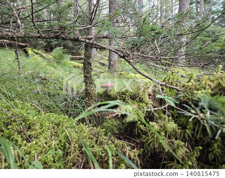 In the forests of Mount Fuji, among the moss and trees, stands a Boletus edulis tree. 140815475