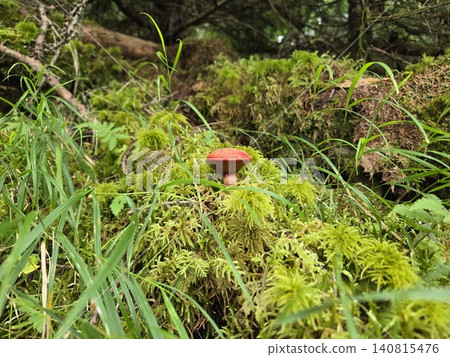 In the forests of Mount Fuji, the climbing bolete stands out vividly on a moss-covered fallen tree. 140815476