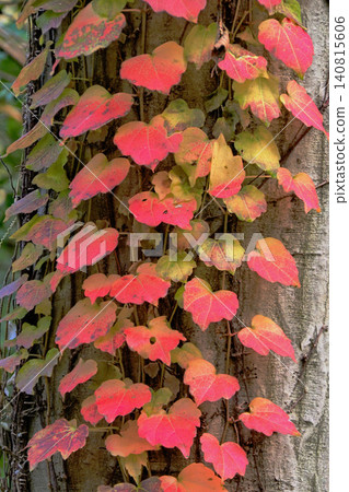 Ivy autumn leaves 140815606
