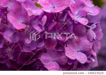 Hydrangea raining with rain 140815629