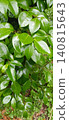 Fresh, glistening green leaves after the rain (background material) 140815643