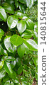 Fresh, vibrant green leaves sparkling with raindrops after the rain (background image) 140815644