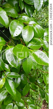 Fresh, vibrant green leaves sparkling with raindrops after the rain (background image) Fresh, vibrant green leaves sparkling with raindrops after the rain (background image) 140815644