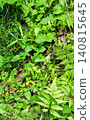 A background image of lush ferns and weeds growing in a mountain forest in early summer. 140815645