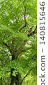 A background image of vibrant green maple leaves and lush green trees shimmering in the dappled sunlight of early summer. 140815646