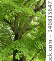 A background image of early summer, featuring fresh green maple leaves and a strong tree trunk. 140815647