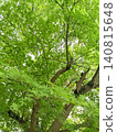 A refreshing background image featuring blue maple leaves with ample space for adding text. 140815648