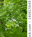 A background texture featuring the vibrant, translucent green of new maple leaves bathed in the early summer sunlight. 140815649