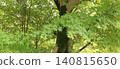 A refreshing landscape of green maple leaves with a wide horizontal copy space, perfect for a website background. 140815650
