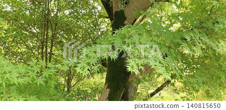 A refreshing landscape of green maple leaves with a wide horizontal copy space, perfect for a website background. A refreshing landscape of green maple leaves with a wide horizontal copy space, perfect for a website background. 140815650