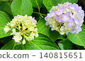 A background image featuring fresh hydrangea blossoms and green leaves, gently colored against the rainy season sky. 140815651