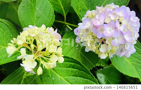A background image featuring fresh hydrangea blossoms and green leaves, gently colored against the rainy season sky. A background image featuring fresh hydrangea blossoms and green leaves, gently colored against the rainy season sky. 140815651