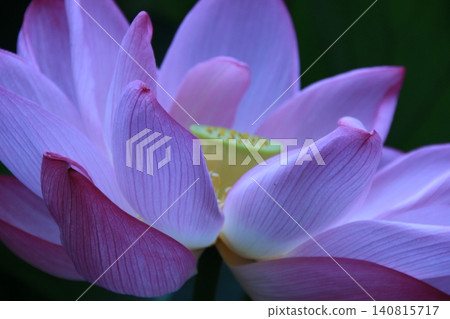 Lotus flowers blooming in the shade in the early morning - a summer scene Lotus flowers blooming in the shade in the early morning - a summer scene 140815717