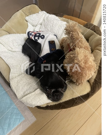 Dog sleeping with stuffed animals 140815720