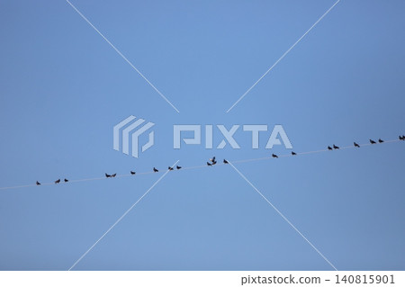 A flock of pigeons gathering on an electric wire A flock of pigeons gathering on an electric wire 140815901