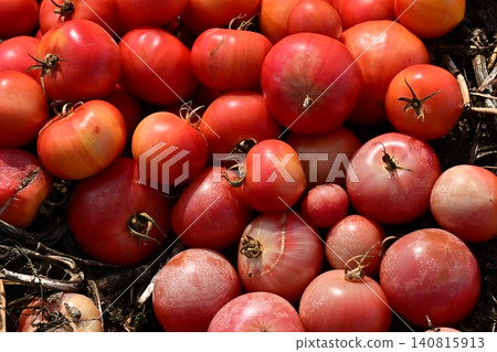 Discarded vegetables (tomatoes), substandard vegetables, food waste problem, defective products 140815913