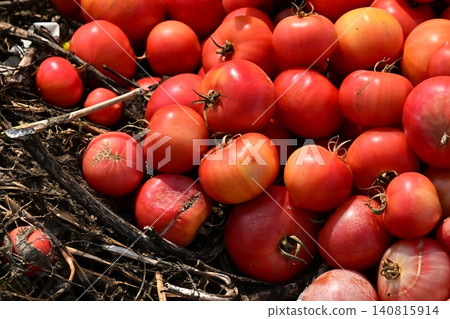 Discarded vegetables (tomatoes), substandard vegetables, food waste problem, defective products 140815914