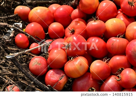 Discarded vegetables (tomatoes), substandard vegetables, food waste problem, defective products 140815915