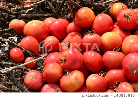 Discarded vegetables (tomatoes), substandard vegetables, food waste problem, defective products 140815916