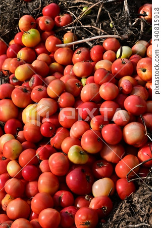 被丟棄的蔬菜（番茄）、不合格蔬菜、食物浪費問題、瑕疵產品 140815918