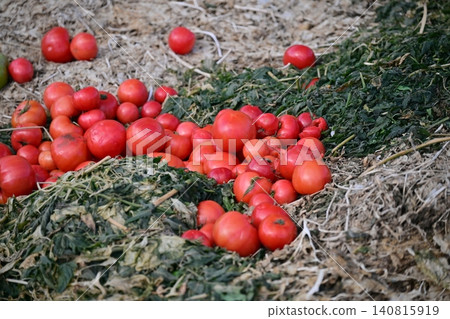 Discarded vegetables (tomatoes), substandard vegetables, food waste problem, defective products 140815919