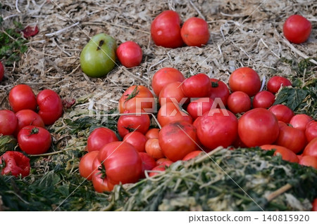 Discarded vegetables (tomatoes), substandard vegetables, food waste problem, defective products 140815920