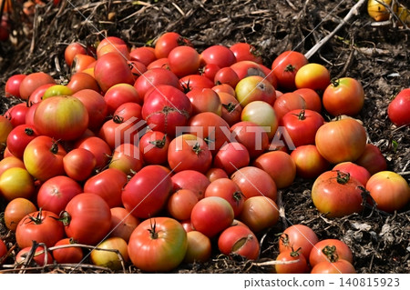 Discarded vegetables (tomatoes), substandard vegetables, food waste problem, defective products 140815923