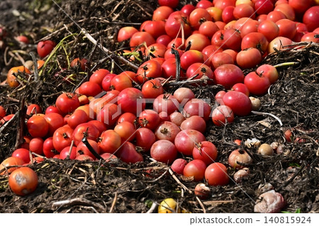 Discarded vegetables (tomatoes), substandard vegetables, food waste problem, defective products 140815924