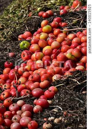 Discarded vegetables (tomatoes), substandard vegetables, food waste problem, defective products 140815925