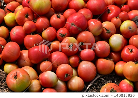 Discarded vegetables (tomatoes), substandard vegetables, food waste problem, defective products 140815926