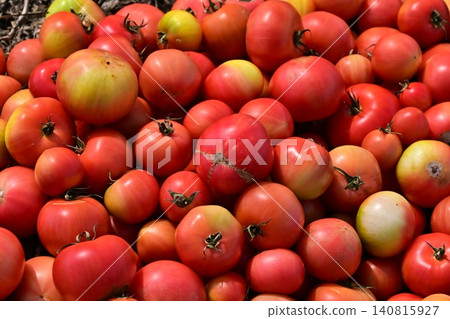 Discarded vegetables (tomatoes), substandard vegetables, food waste problem, defective products 140815927