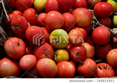 Discarded vegetables (tomatoes), substandard vegetables, food waste problem, defective products Discarded vegetables (tomatoes), substandard vegetables, food waste problem, defective products 140815931