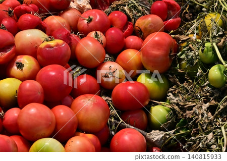 Discarded vegetables (tomatoes), substandard vegetables, food waste problem, defective products 140815933