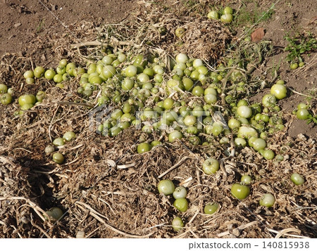 被丟棄的蔬菜(番茄)、不合格蔬菜、食物浪費問題、瑕疵產品 被丟棄的蔬菜(番茄)、不合格蔬菜、食物浪費問題、瑕疵產品 140815938