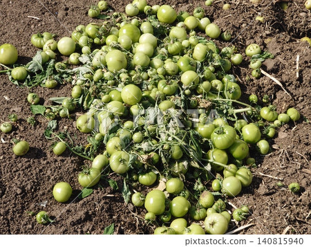 Discarded vegetables (tomatoes), substandard vegetables, food waste problem, defective products 140815940