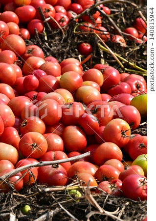 被丟棄的蔬菜(番茄)、不合格蔬菜、食物浪費問題、瑕疵產品 被丟棄的蔬菜(番茄)、不合格蔬菜、食物浪費問題、瑕疵產品 140815944